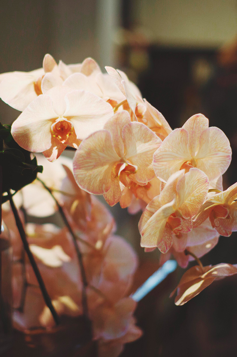 the-village-florist-corporate-events-plants
