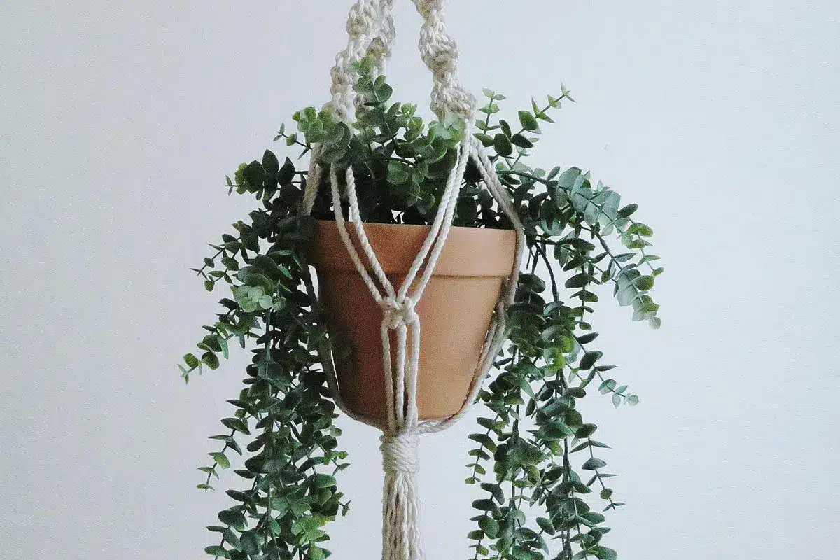 Hanging macrame plant holder with green plant - The Village Florist Hunters Hill