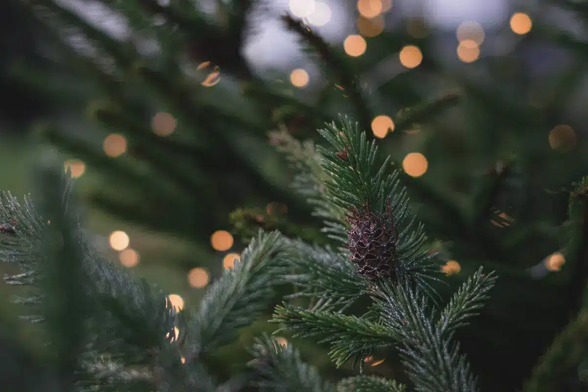 Close up of pine branches with bokeh lights - The Village Florist Hunters Hill