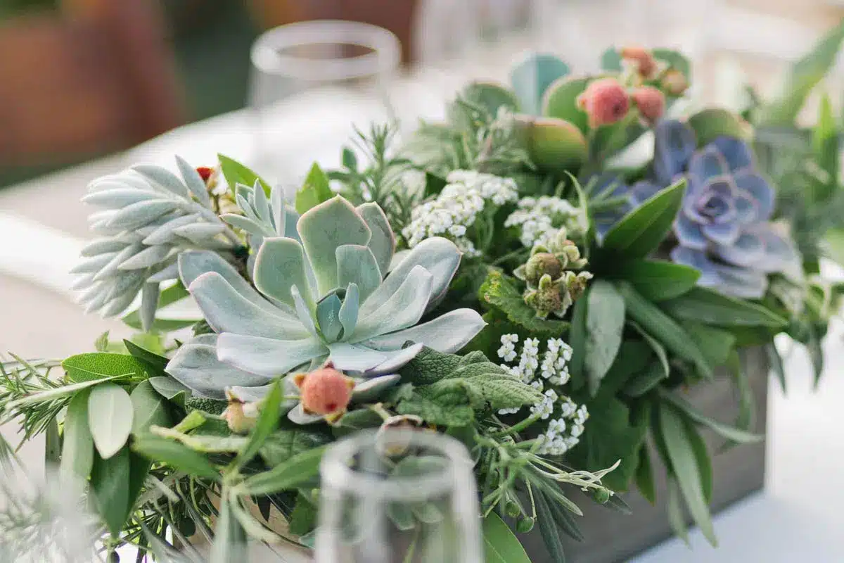 Succulent centerpiece with greenery - The Village Florist Hunters Hill