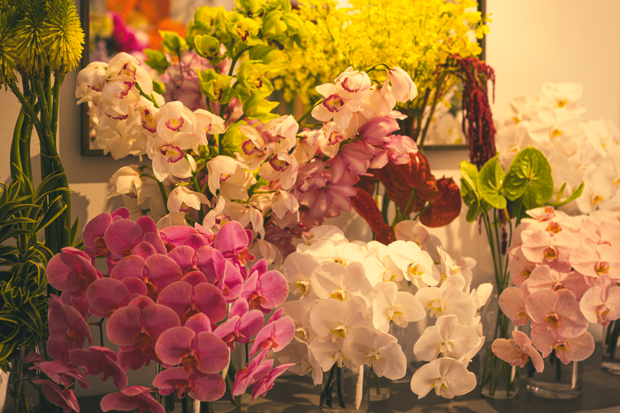 Assortment of colorful orchids for events - The Village Florist Hunters Hill